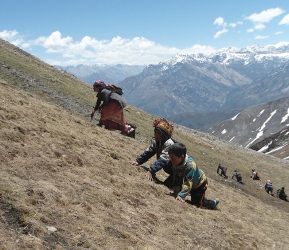 यार्सा संकलनमा गएका दुई जनाको मृत्यु, एक सिकिस्त